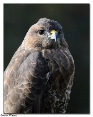 Buzzard