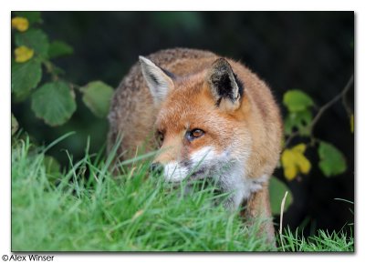 Fox