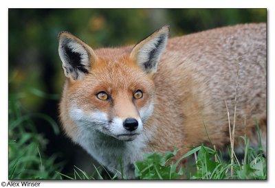 Fox