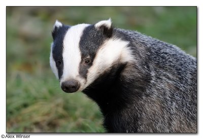 Badger