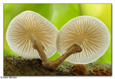 Porcelain Fungi