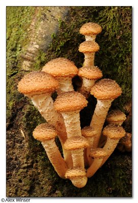 Honey Fungi