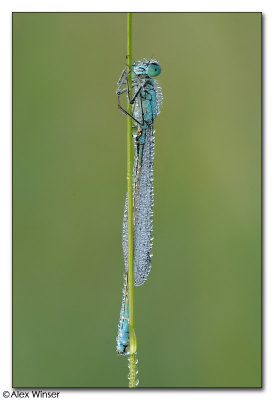 Common Blue Damselfly