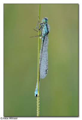 Common Blue Damselfly