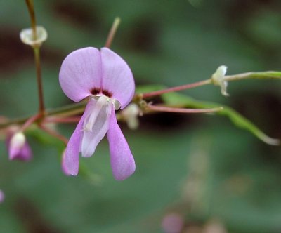 Desmodium nudiflorum