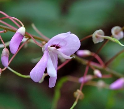 Desmodium nudiflorum