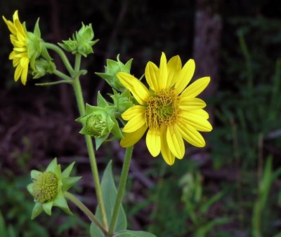 Silphium integrifolium