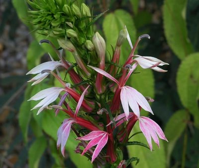 Lobelia cardinalis