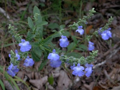 Salvia azurea var. grandiflora