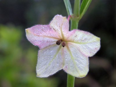 Mirabilis albida