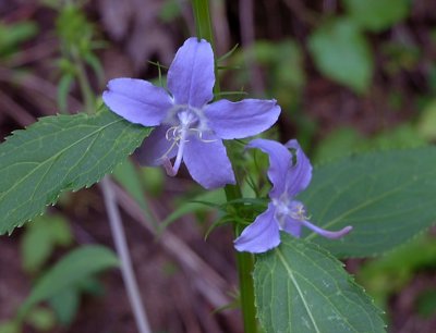 Campanula americana