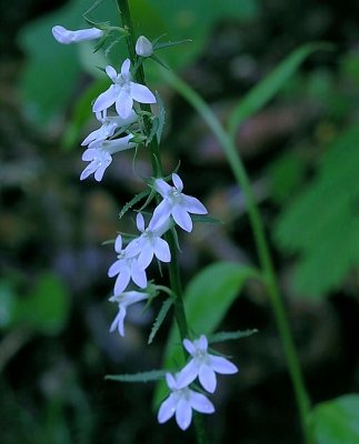 Lobelia spicata