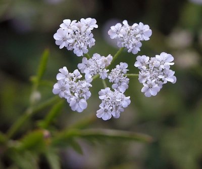 Torilis arvensis