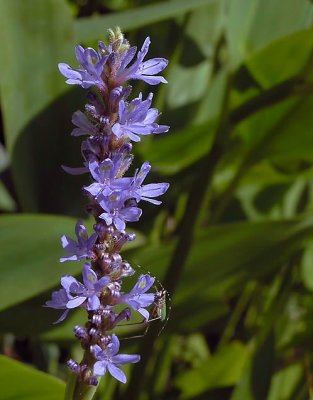 Pontederia cordata