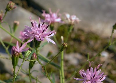 Palafoxia callosa