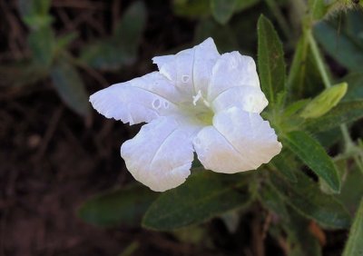 Ruellia humilis