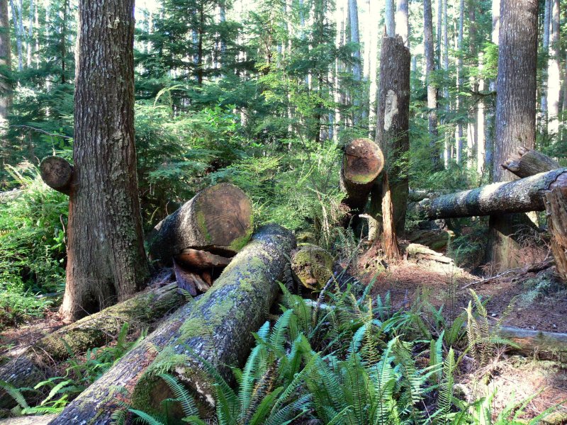 On the trail to China Beach, near River Jordan on the west coast of Vancouver Island