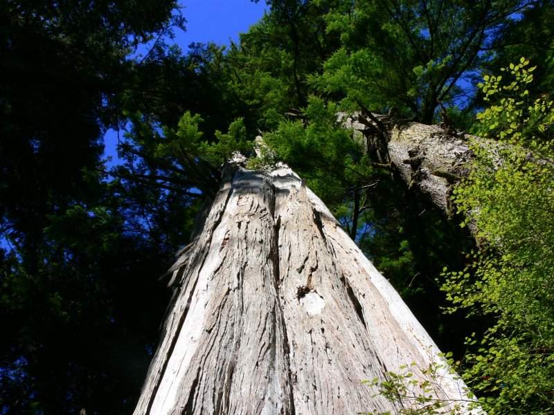 On the trail to China Beach, near River Jordan on the west coast of Vancouver Island