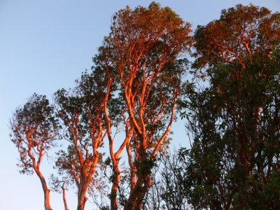 The very pretty Arbutus tree.