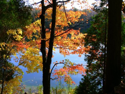 The colours of fall....