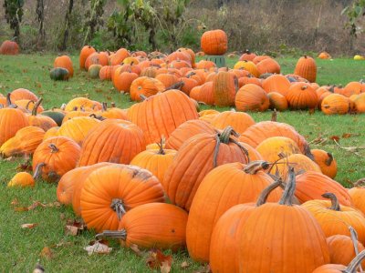 In the pumpkin patch....