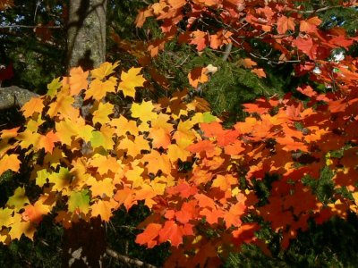 The colours of fall....