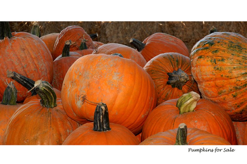 Pumpkins for Sale