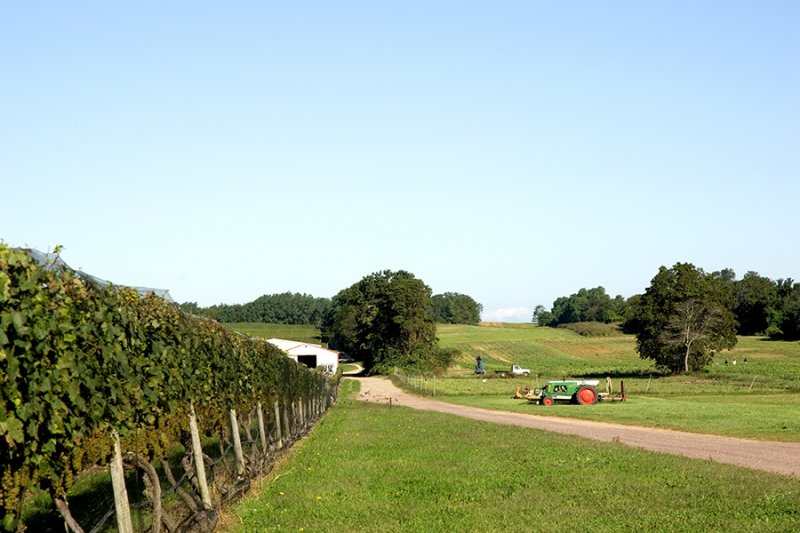 Vineyard Fields