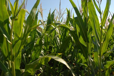 corn field