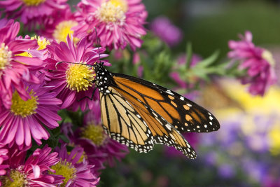 monarch butterfly