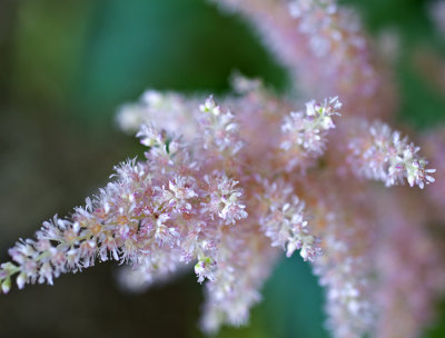 pale astilbe pink
