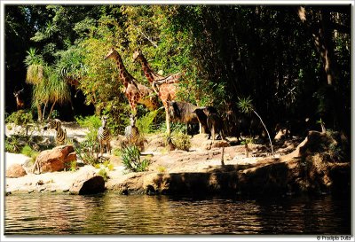 Jungle Cruise