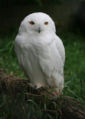 Snowy Owl