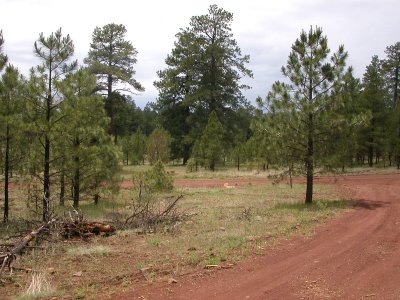 picnic area
