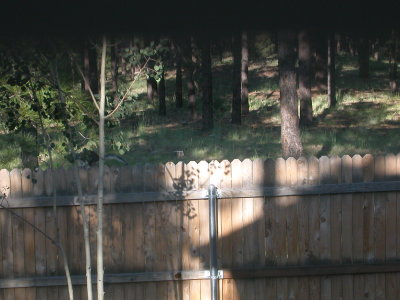 Kiabab squirrel on fence