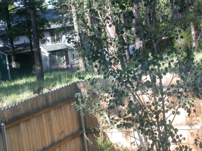 Kiabab squirrel on fence