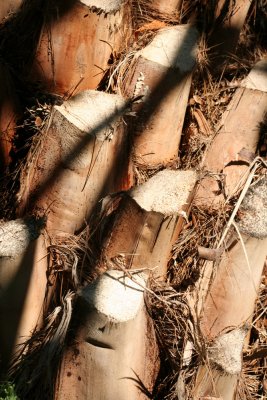 Palm tree trunk