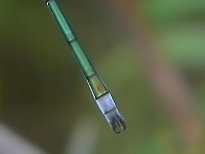 Pudrad smaragdflickslnda - Lestes sponsa - Common Spreadwing