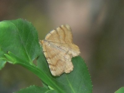 Ockragul buskmätare - Macaria brunneata (Itame b.) - Rannoch Looper