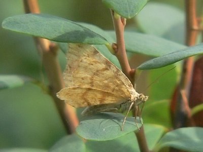 Ockragul buskmätare - Macaria brunneata (Itame b.) - Rannoch Looper