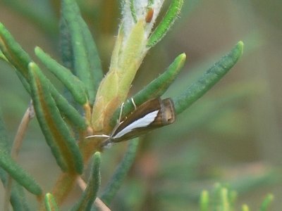 Pärlgräsmott - Catoptria margaritella