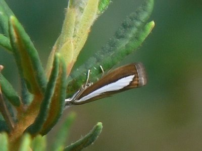 Pärlgräsmott - Catoptria margaritella