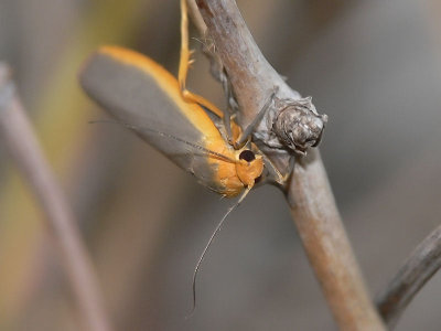 Mörkgrå lavspinnare - Eilemia complanum - Scarce Footman
