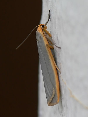 Mörkgrå lavspinnare - Eilemia complanum - Scarce Footman