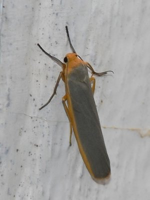 Mörkgrå lavspinnare - Eilemia complanum - Scarce Footman