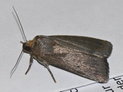 Treprickigt buskfly -Amphipyra tragopoginis - Mouse Moth