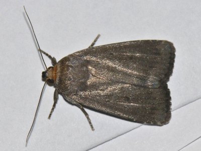 Treprickigt buskfly -Amphipyra tragopoginis - Mouse Moth