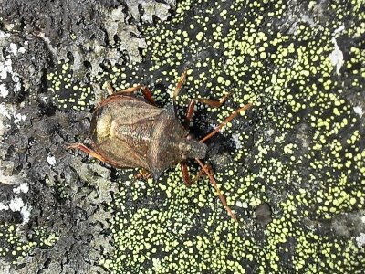 Spetsrovbrfis - Picromerus bidens - Spiked Shieldbug