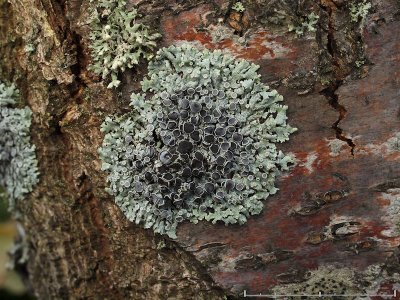 Rosettlav - Physcia aipolia - Hooded Rosette Lichen