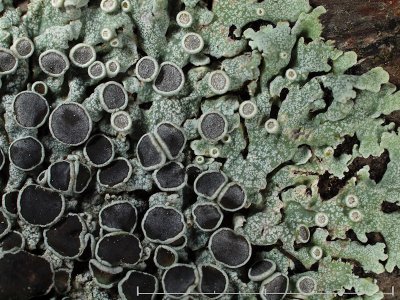 Rosettlav - Physcia aipolia - Hooded Rosette Lichen